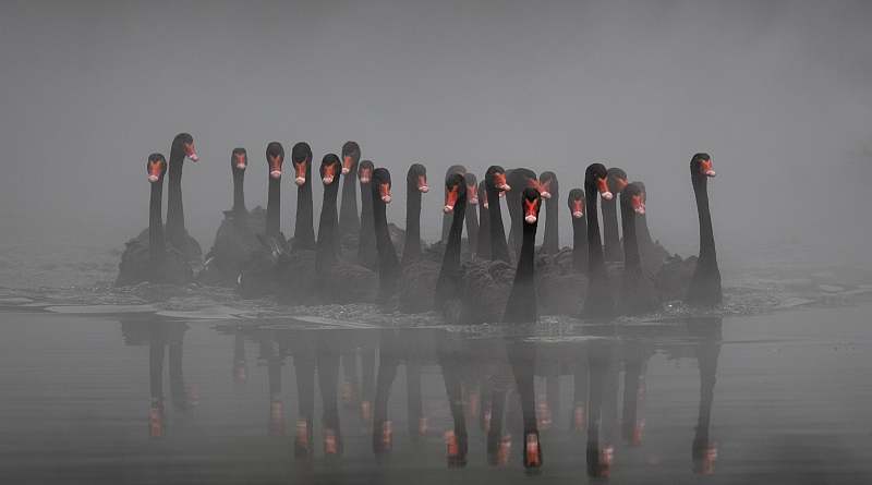 In our country, we ourselves are the black swans.